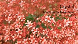  Presentation with poisonous plants - PPT theme enhanced with poisonous plants - clerodendrum paniculatum flowers at full background and a red colored foreground