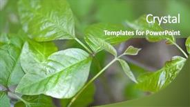  Presentation with poison - Beautiful PPT layouts featuring poisonous plants - close up detail of poison backdrop and a seafoam green colored foreground