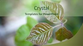  Presentation with poison - Beautiful slide set featuring poisonous plants - close up detail of poison backdrop and a mint green colored foreground