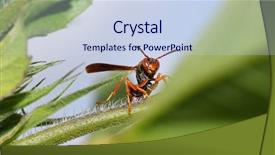  Presentation with close up shot - Theme featuring poisonous plants - close up shot of wasp background and a sky blue colored foreground