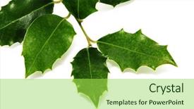  Presentation with poisonous plants - Cool new presentation with poisonous plants - european holly leaves isolated backdrop and a yellow colored foreground
