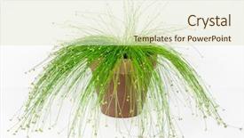  Presentation with poisonous plants - Slides consisting of poisonous plants - fiber optic grass live wire background and a cream colored foreground