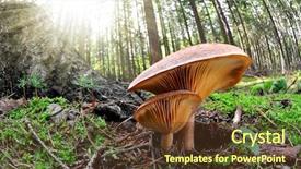  Presentation with poisonous plants - Beautiful presentation featuring poisonous plants - fish eye view of mushroom backdrop and a tawny brown colored foreground