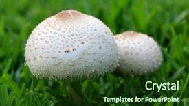  Presentation with mushrooms - Presentation enhanced with poisonous plants - macro mushrooms growing in grass background and a tawny brown colored foreground