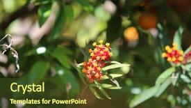  Presentation with monarch butterfly - Colorful presentation enhanced with poisonous plants - milkweed milkweed flower and plant backdrop and a tawny brown colored foreground