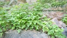  Presentation with moab - Beautiful PPT theme featuring poisonous plants - poison ivy toxicodendron radicans growing backdrop and a seafoam green colored foreground