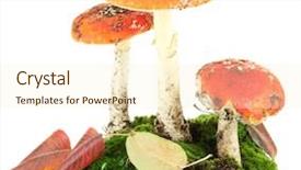  Presentation with poisonous plants - Cool new theme with little deer in the pavilion behind bars backdrop and a coral colored foreground