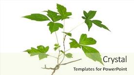  Presentation with poisonous plants - PPT theme enhanced with poisonous plants - three leaves poison ivy closeup background and a soft green colored foreground