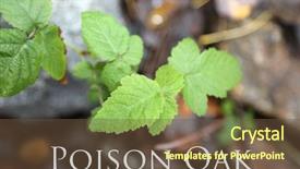  Presentation with poison - PPT theme featuring poisonous plants - toxicodendron diversilobum rhus diversiloba commonly background and a tawny brown colored foreground