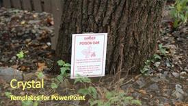  Presentation with poison - Beautiful slide deck featuring poisonous plants - toxicodendron diversilobum rhus diversiloba commonly backdrop and a tawny brown colored foreground