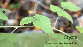  Presentation with poison - Audience pleasing PPT theme consisting of poisonous plants - toxicodendron diversilobum rhus diversiloba commonly backdrop and a mint green colored foreground