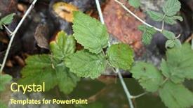  Presentation with poison - PPT theme enhanced with poisonous plants - toxicodendron diversilobum rhus diversiloba commonly background and a tawny brown colored foreground