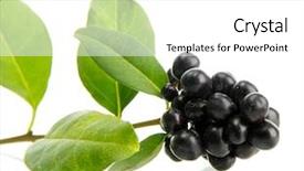  Presentation with berries - Colorful presentation theme enhanced with poisonous plants - wild black berries with leaves backdrop and a white colored foreground