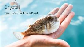  Presentation with puffer - PPT theme with poisonous-puffer-fish-fugu background and a sky blue colored foreground