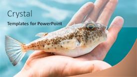  Presentation with puffer - Cool new slides with poisonous-puffer-fugu-fish backdrop and a light blue colored foreground
