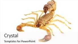  Presentation with of fireball isolated - Amazing theme having poisonous scorpion androctonus australis isolated backdrop and a white colored foreground