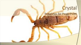 Presentation with poisonous plants - Slides enhanced with poisonous scorpion androctonus australis isolated background and a cream colored foreground