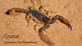  Presentation with south africa - PPT theme consisting of poisonous scorpion parabuthus spp kalahari background and a coral colored foreground