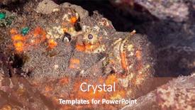  Presentation with waiting - Colorful presentation design enhanced with poisonous-stonefish-rests backdrop and a coral colored foreground