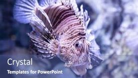  Presentation with fish ocean - PPT layouts with poisonous-zebra-fish background and a ocean colored foreground