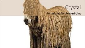  Presentation with rasta - PPT theme enhanced with poitou-donkey-with-a-rasta background and a coral colored foreground