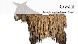  Presentation with rasta - Slide set enhanced with poitou donkey with a rasta background and a white colored foreground
