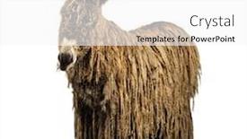  Presentation with rasta - Presentation theme consisting of poitou-donkey-with-a-rasta background and a white colored foreground