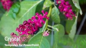  Presentation with rustic purple flower - Slides featuring pokeweed indian poke in reddish background and a seafoam green colored foreground