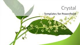  Presentation with americana - Colorful slides enhanced with natural tomato plant fesh leaves flowers and stem backdrop and a gray colored foreground