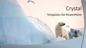  Presentation with polar bear - Colorful slide deck enhanced with polar bear and ivory gull backdrop and a cream colored foreground
