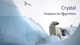 Presentation with polar bear - Cool new theme with polar bear and rare ivory backdrop and a sky blue colored foreground