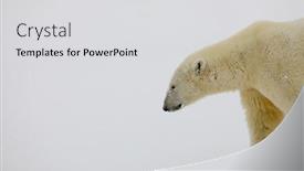  Presentation with polar bear - Slides enhanced with polar-bear-comes-up-close background and a light gray colored foreground