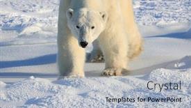  Presentation with manitoba - Amazing theme having polar-bear-comes-up-close backdrop and a light gray colored foreground