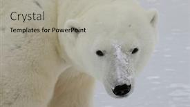  Presentation with manitoba - Beautiful slides featuring polar-bear-comes-up-close backdrop and a light gray colored foreground