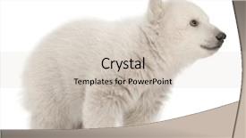  Presentation with polar bear - Colorful slide deck enhanced with polar bear cub ursus maritimus backdrop and a soft green colored foreground