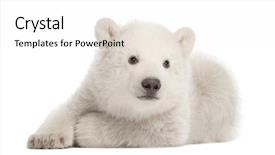  Presentation with polar bear - Audience pleasing slide deck consisting of polar bear cub ursus maritimus backdrop and a white colored foreground