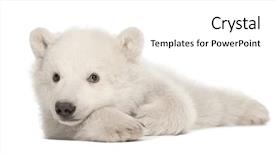  Presentation with polar bear - Amazing PPT theme having polar bear cub ursus maritimus backdrop and a white colored foreground