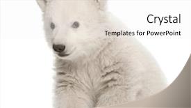  Presentation with polar bear - Beautiful presentation featuring polar bear cub ursus maritimus backdrop and a white colored foreground