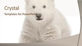  Presentation with polar bear - Audience pleasing presentation theme consisting of polar bear cub ursus maritimus backdrop and a lemonade colored foreground