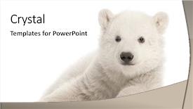  Presentation with polar bear - Cool new presentation with ripe yellow mango in the basket on wood background backdrop and a coral colored foreground