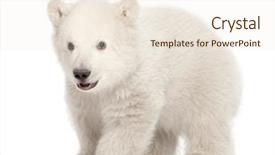  Presentation with polar bear - Beautiful presentation theme featuring polar bear cub ursus maritimus backdrop and a sky blue colored foreground