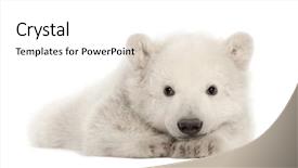  Presentation with polar bear - Colorful slides enhanced with polar bear cub ursus maritimus backdrop and a white colored foreground