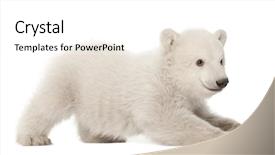  Presentation with polar bear - PPT theme enhanced with polar bear cub ursus maritimus background and a white colored foreground