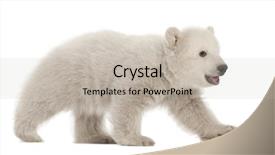  Presentation with polar bear - Amazing slides having polar bear cub ursus maritimus backdrop and a mint green colored foreground