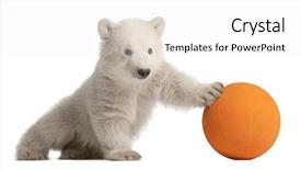  Presentation with polar bear - Theme consisting of polar bear cub ursus maritimus background and a white colored foreground