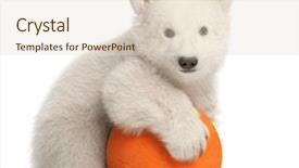  Presentation with polar bear - Amazing theme having polar bear cub ursus maritimus backdrop and a lemonade colored foreground