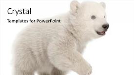  Presentation with polar bear - PPT layouts consisting of polar bear cub ursus maritimus background and a white colored foreground