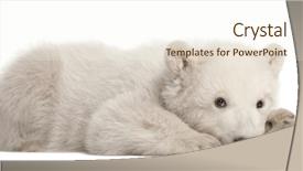  Presentation with polar bear - Beautiful slides featuring polar bear cub ursus maritimus backdrop and a cream colored foreground