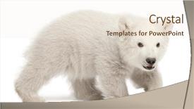  Presentation with polar bear - Colorful PPT layouts enhanced with polar bear cub ursus maritimus backdrop and a cream colored foreground