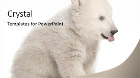  Presentation with polar bear - PPT layouts featuring polar bear cub ursus maritimus background and a white colored foreground